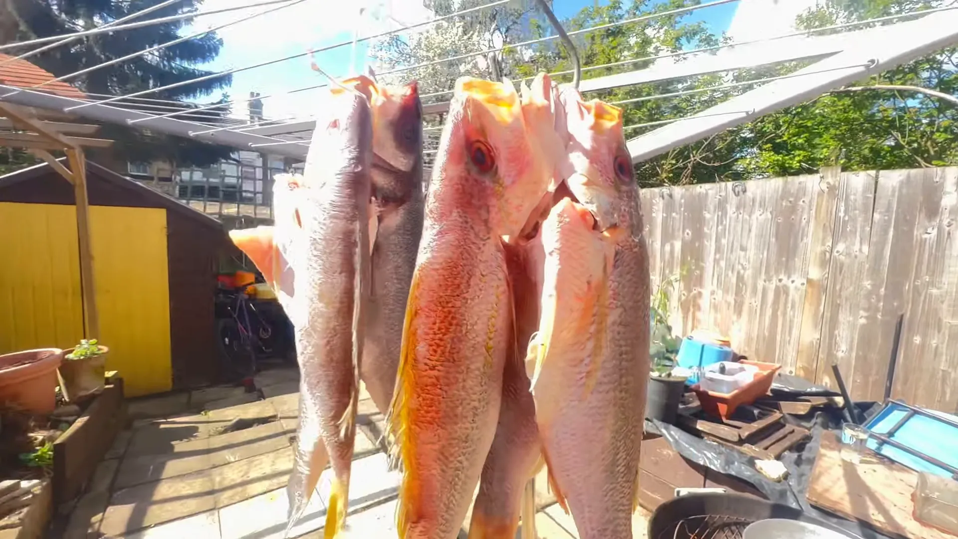 Fish hanging out to dry on the line
