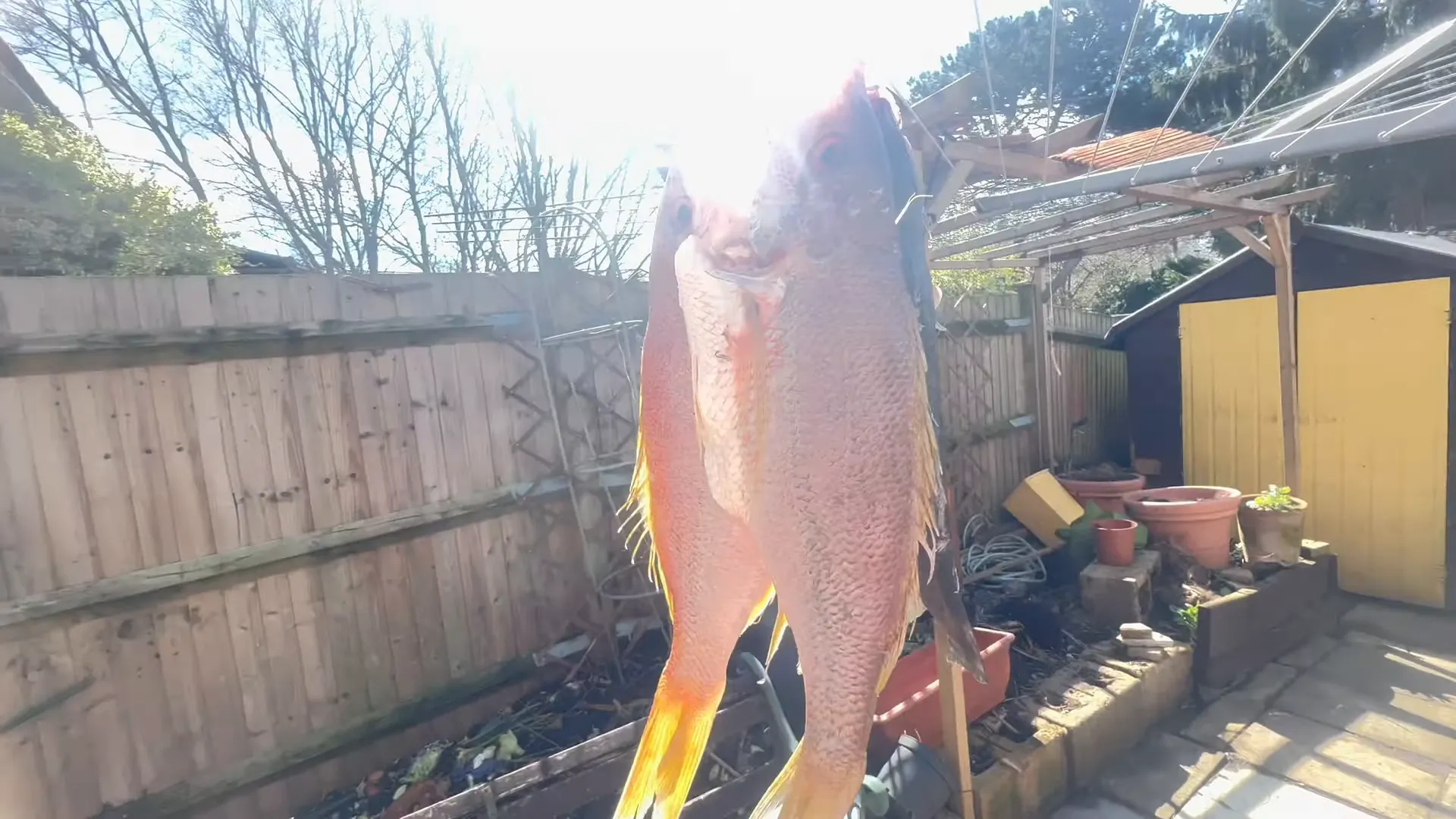 Preparing to season the fish