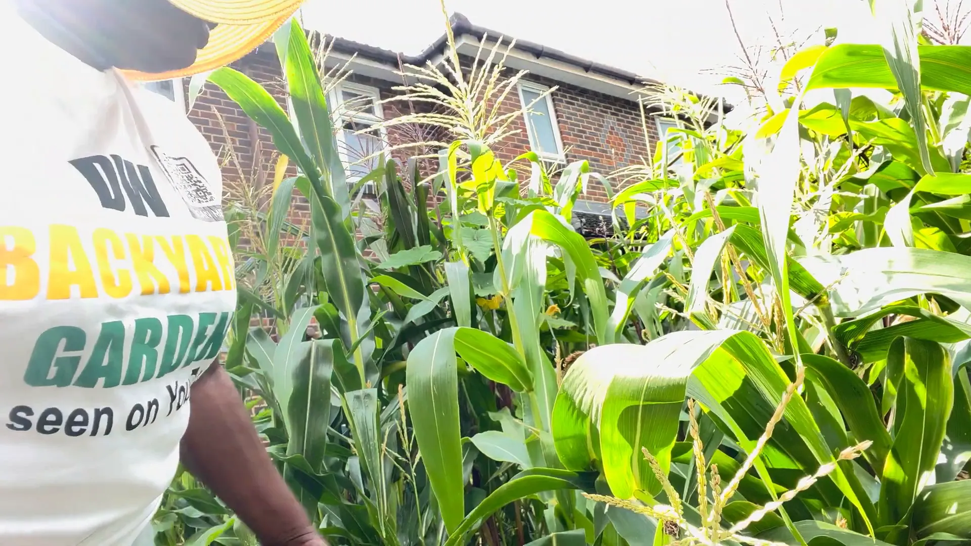 Using netting to protect corn from pests