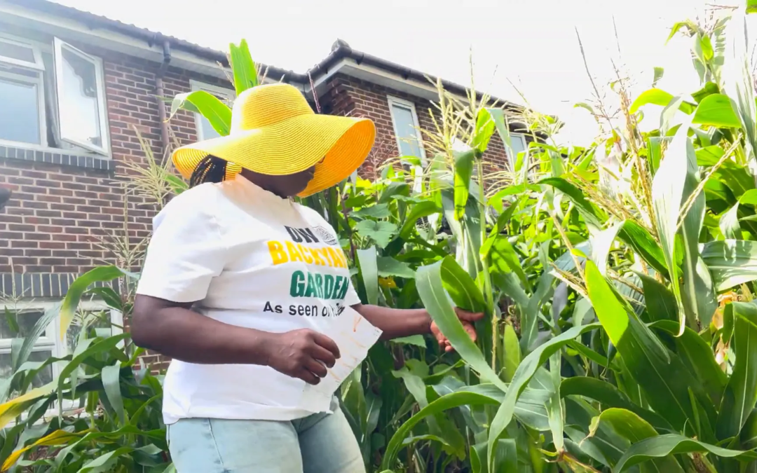 Essential Tips for Growing Corn at Home: A Comprehensive Guide