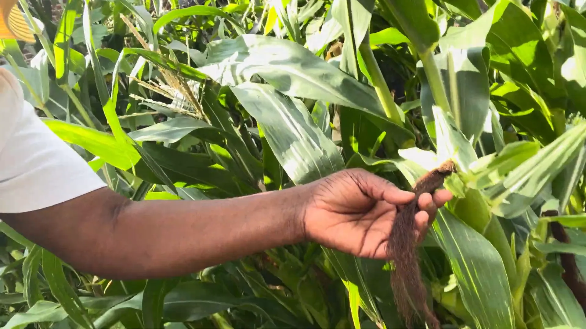 Pollination process of corn