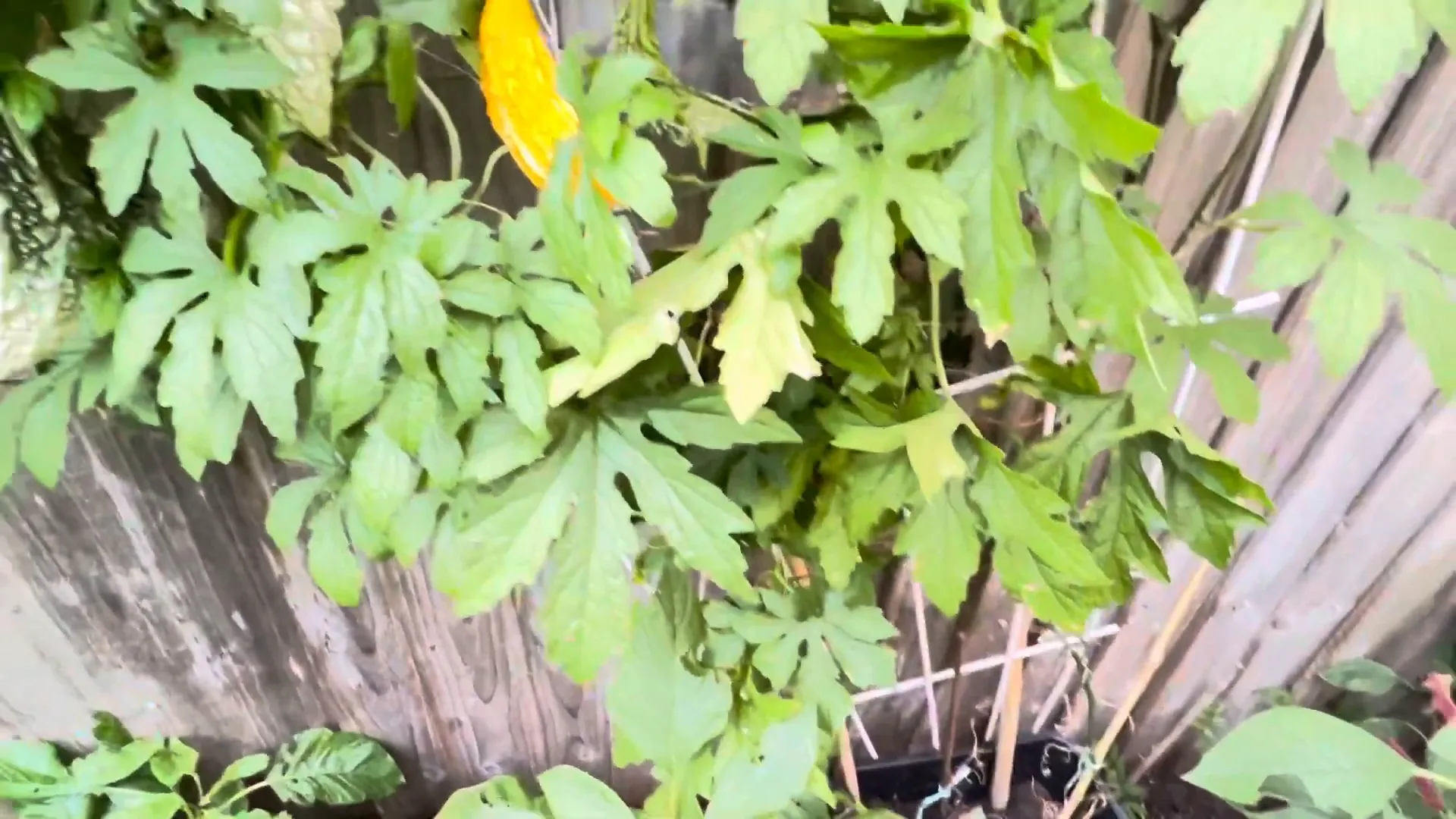 Starting bitter melon seeds indoors