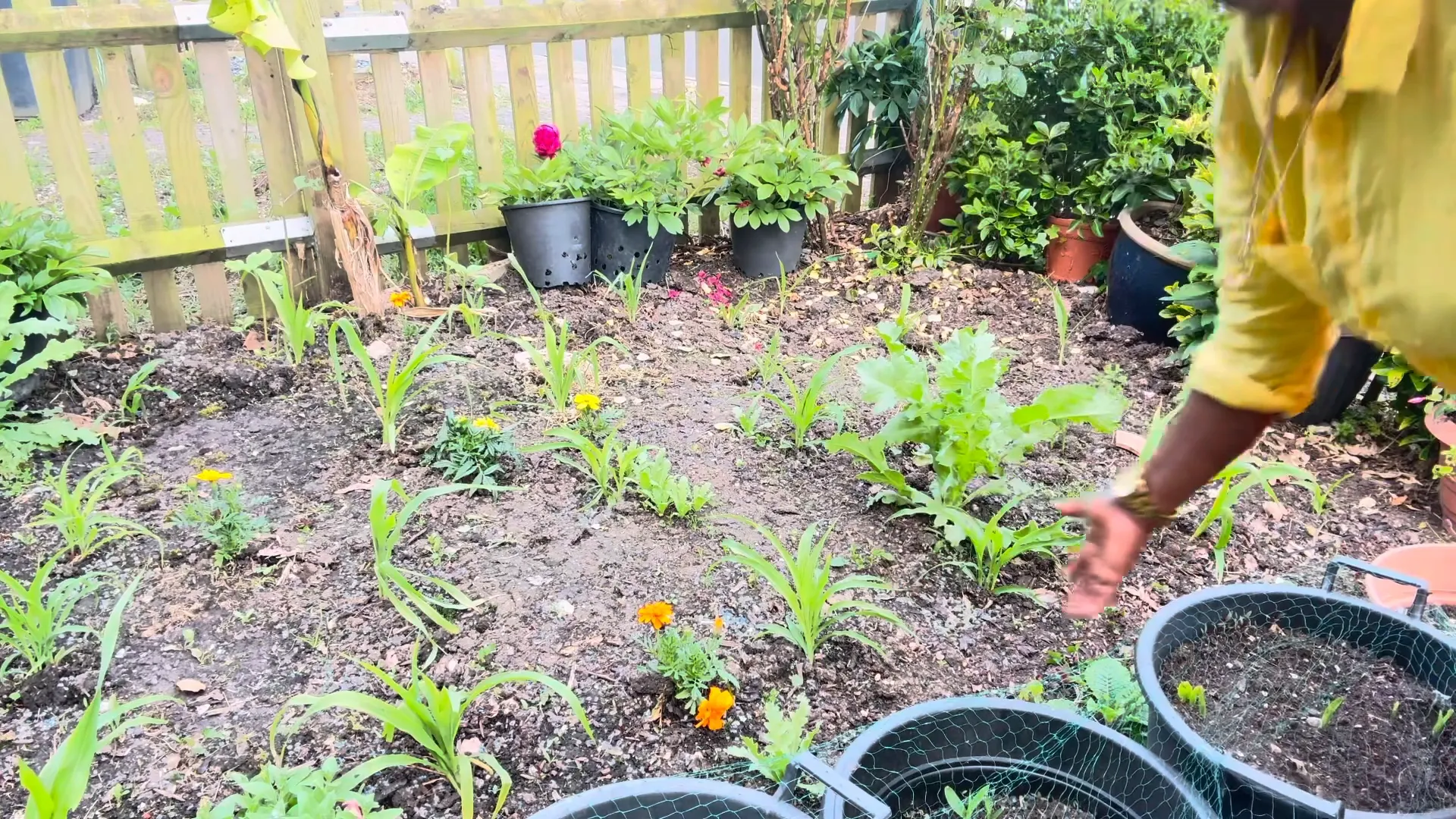 Different varieties of corn in a garden