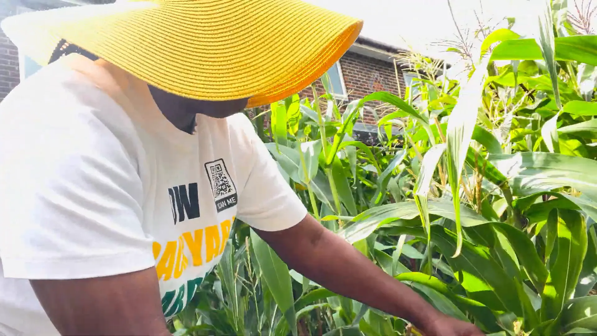 Checking corn kernels for readiness