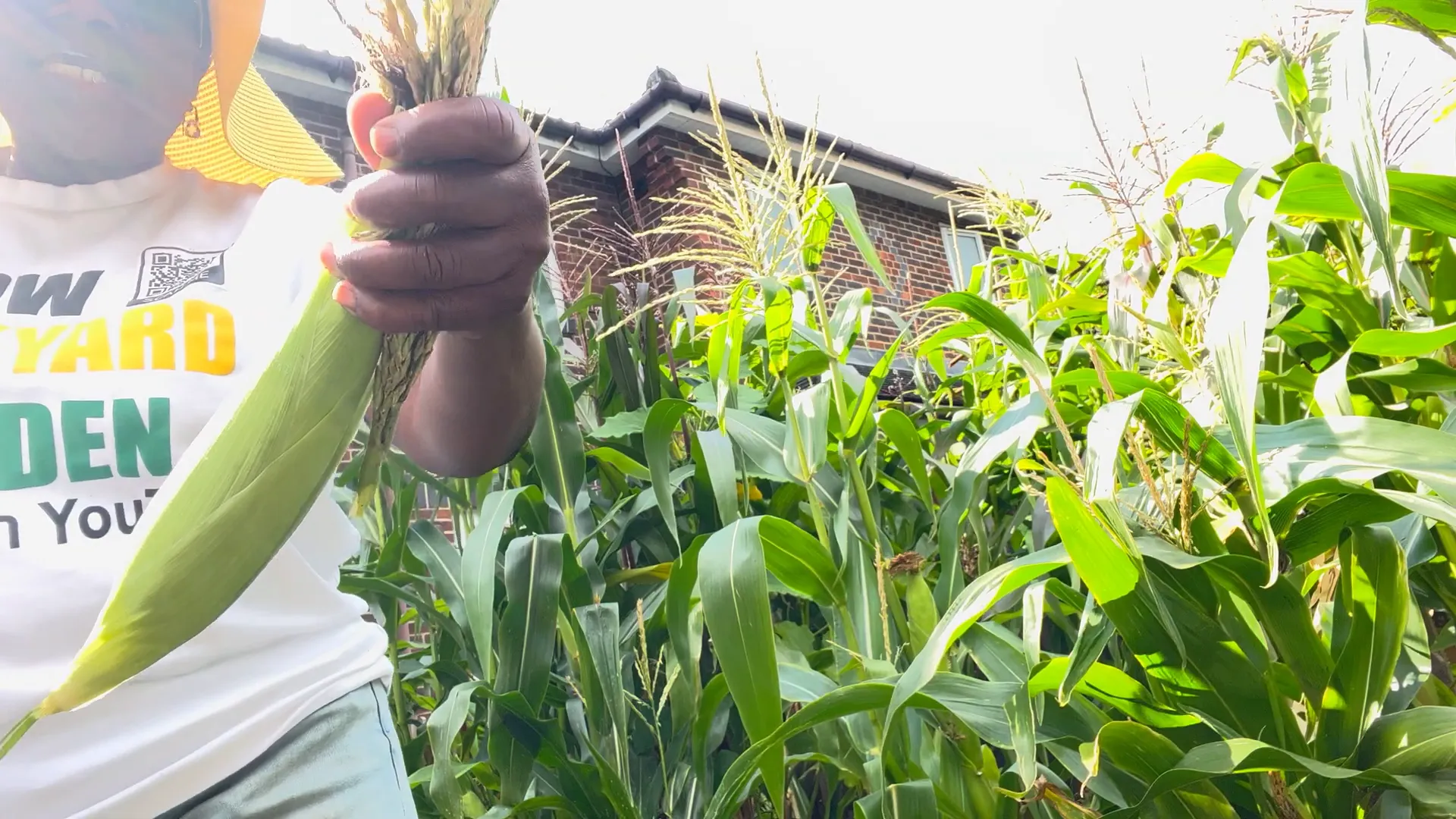 Watering corn plants