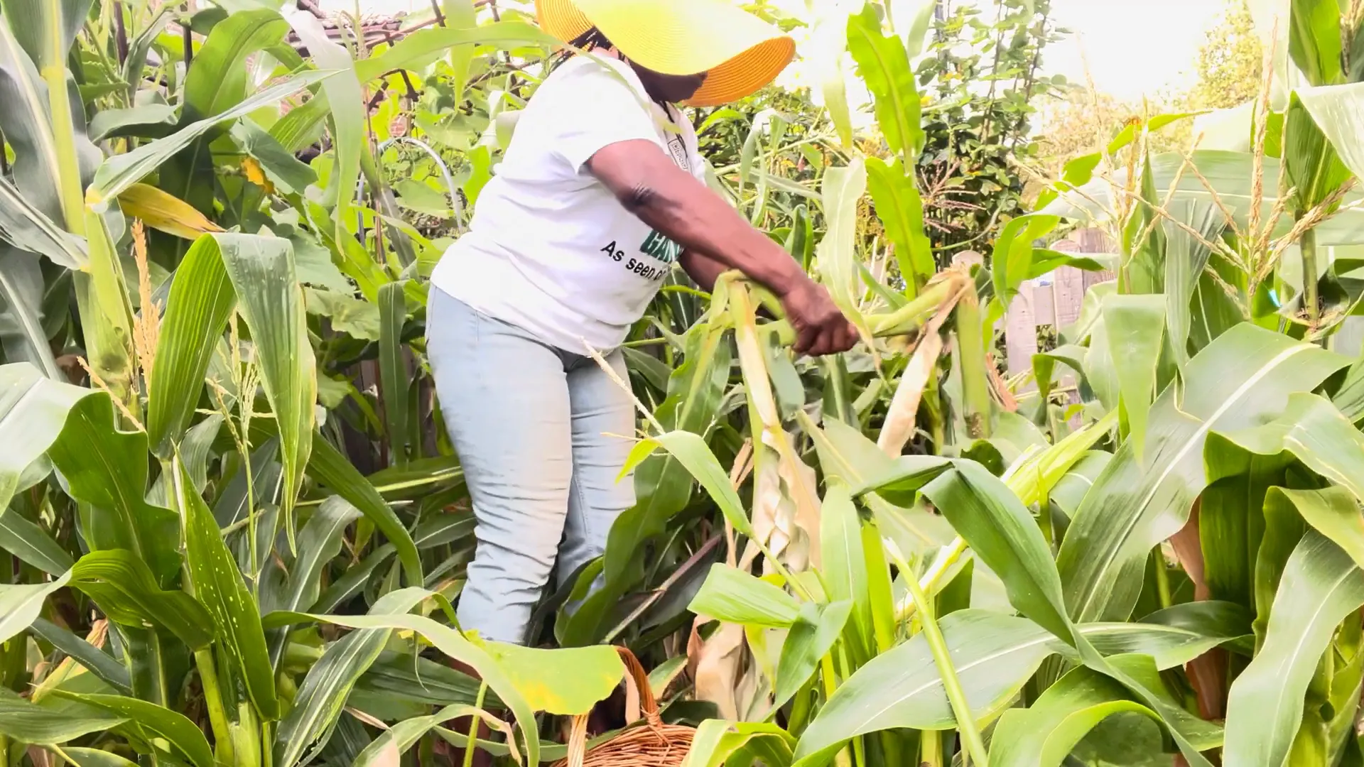 Bountiful harvest of corn