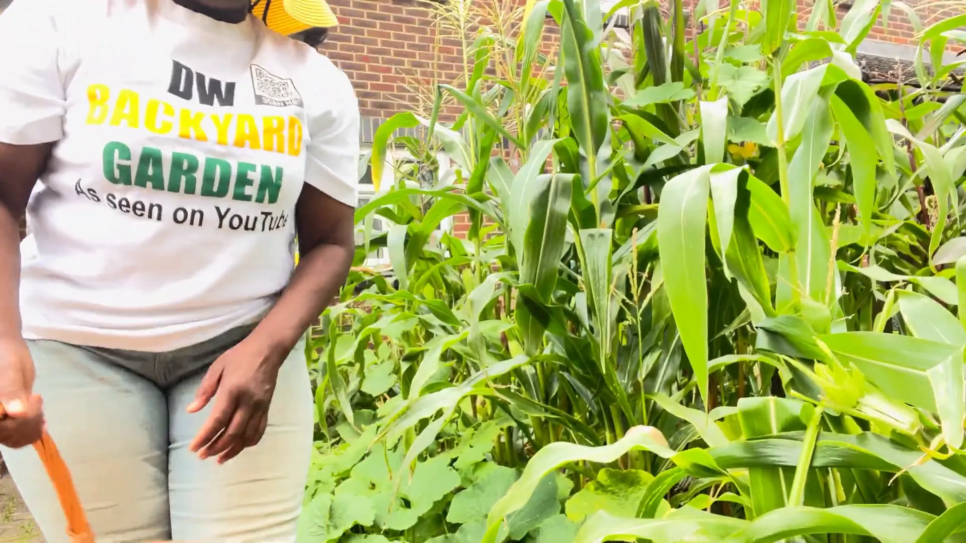 Harvesting corn from the stalk