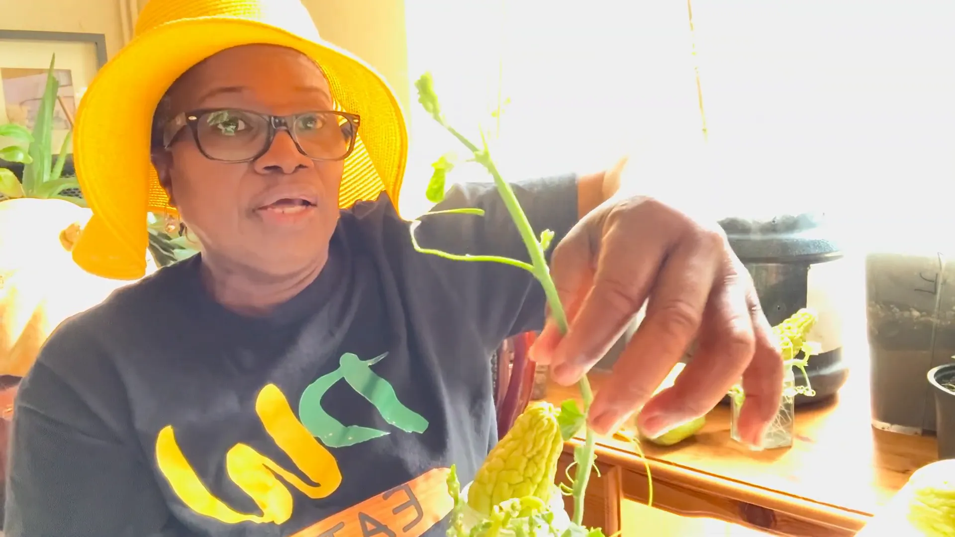 Donna handling young chayote plants