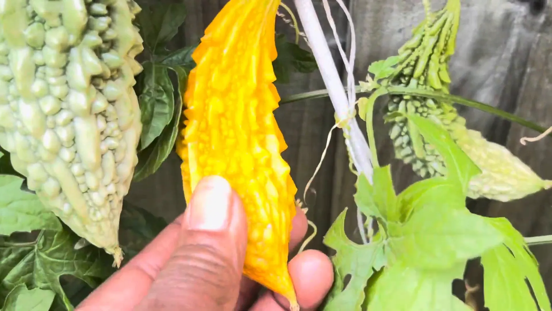 Harvesting ripe bitter melon