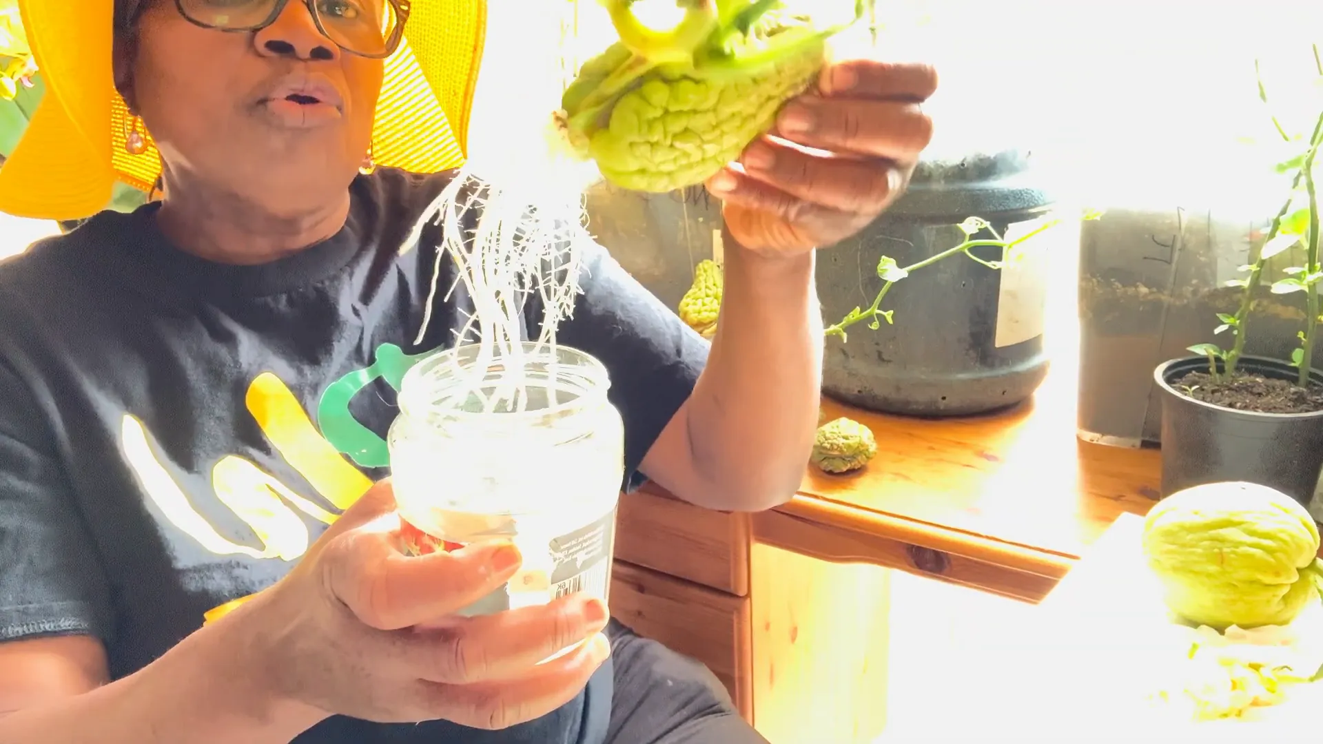Chayote in water developing roots