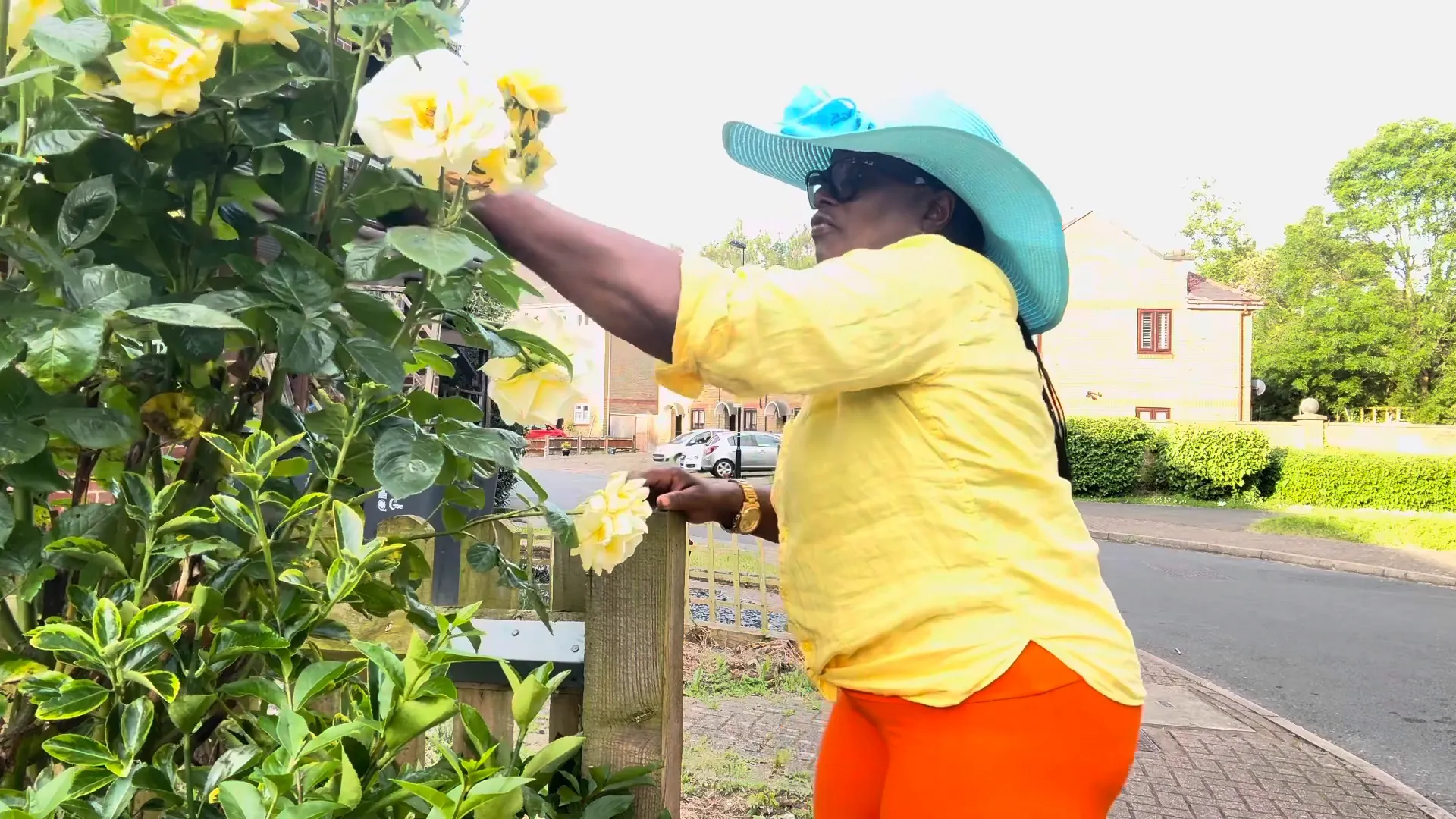 Demonstrating deadheading on a rose bush