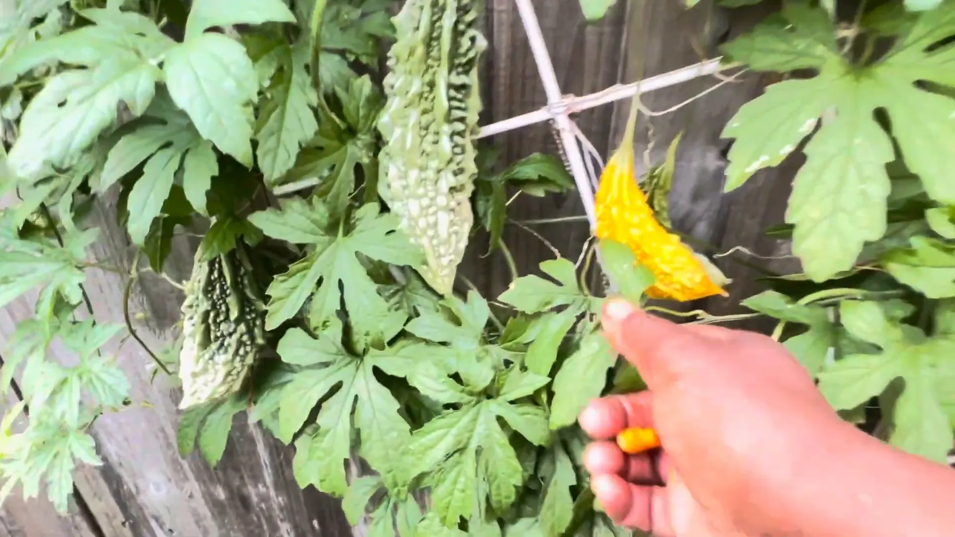 Juicing bitter melon