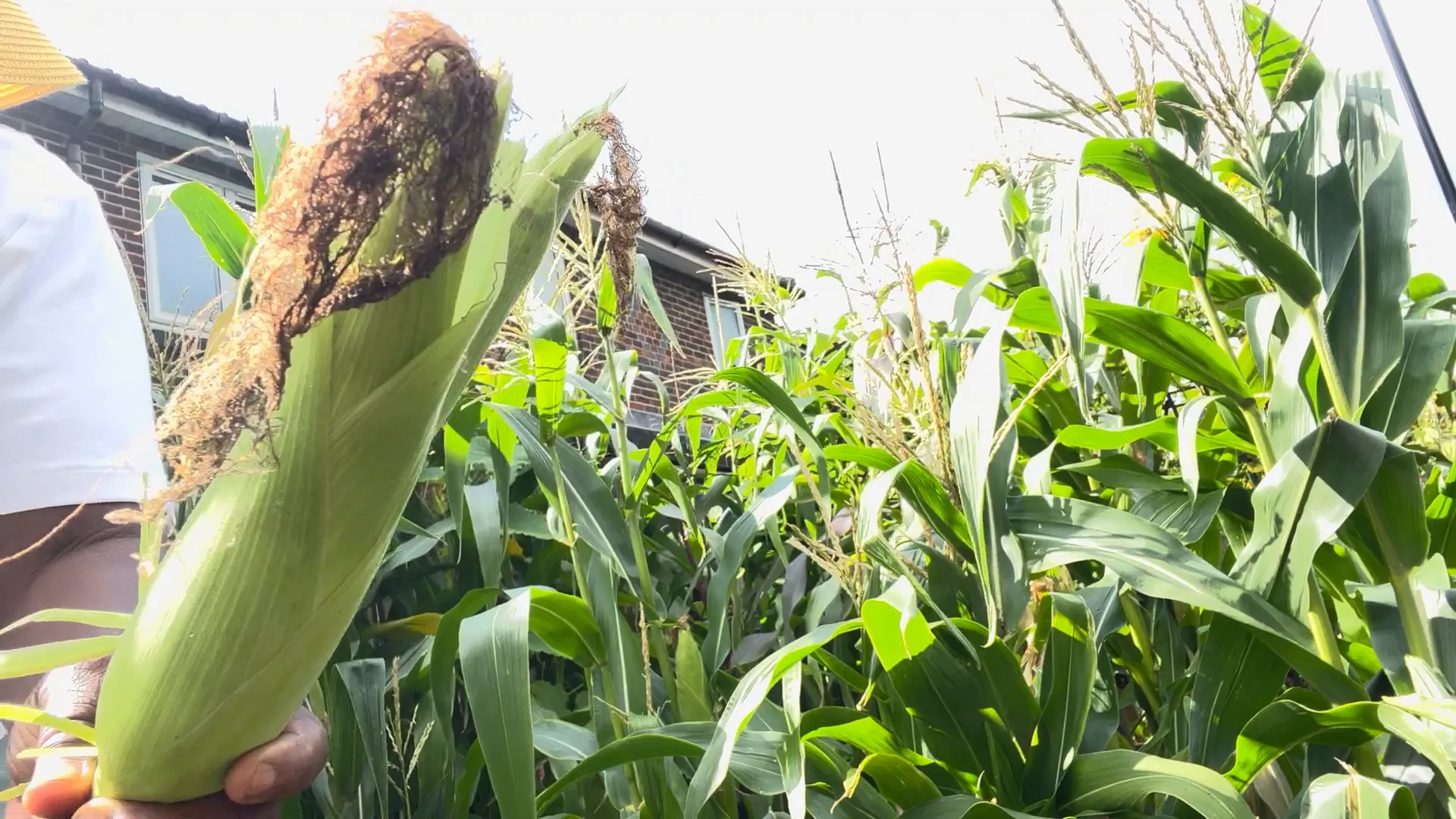 Different varieties of corn
