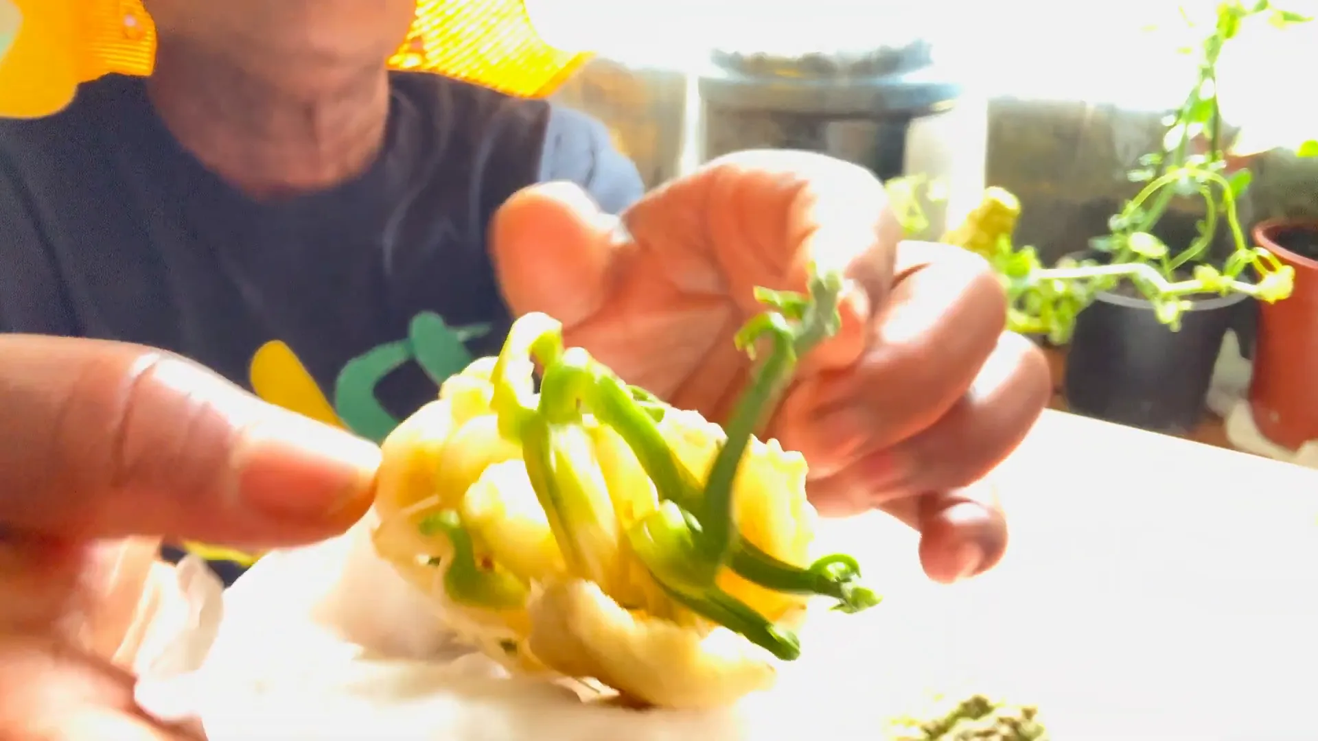 Caring for chayote plants after planting
