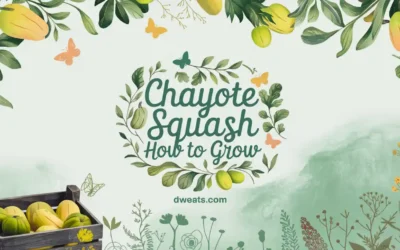 The Joy of Growing Chayote in London: A Complete Guide