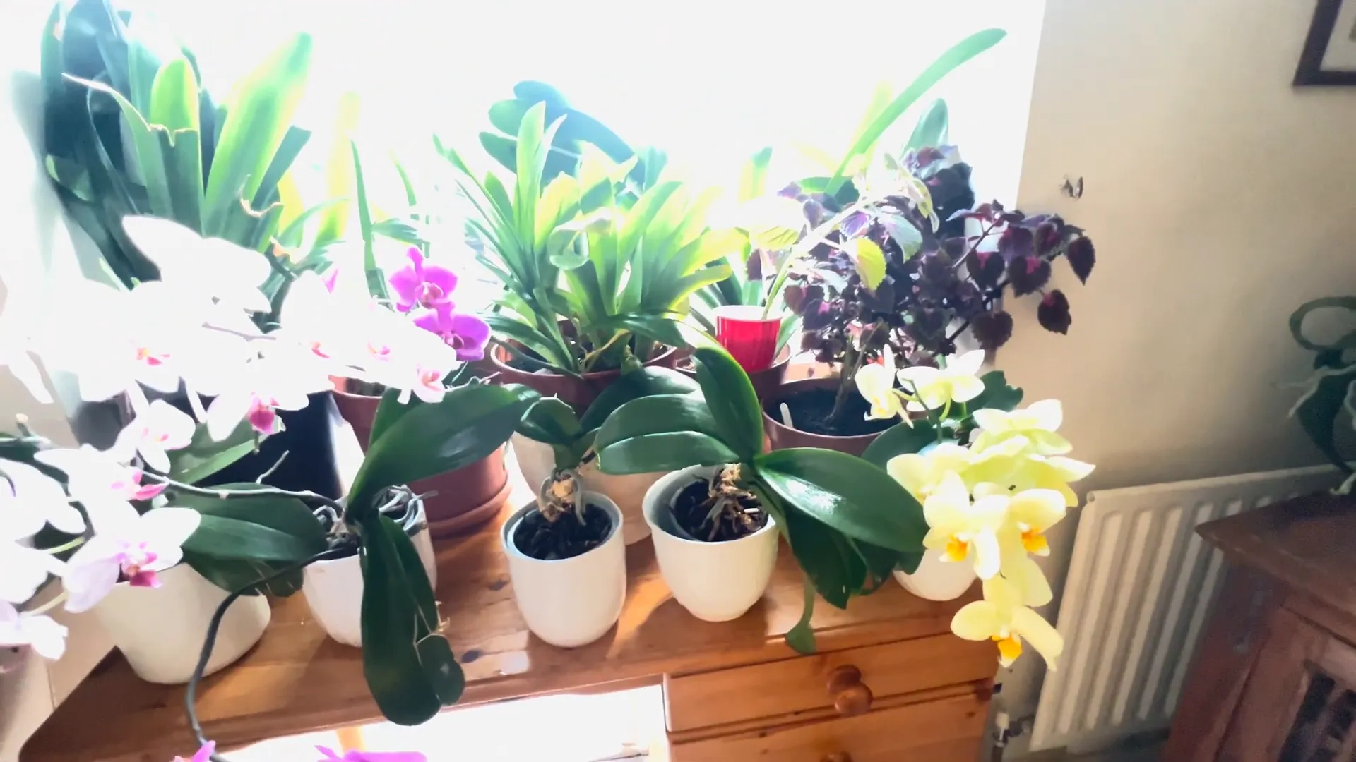 Orchids positioned near a window for optimal light.