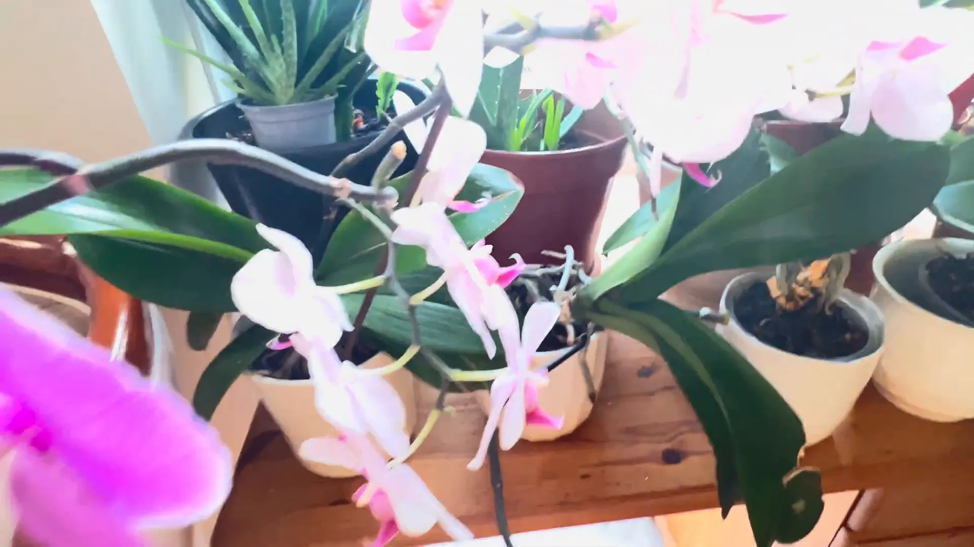 Orchid showing stable growth in a consistent environment.