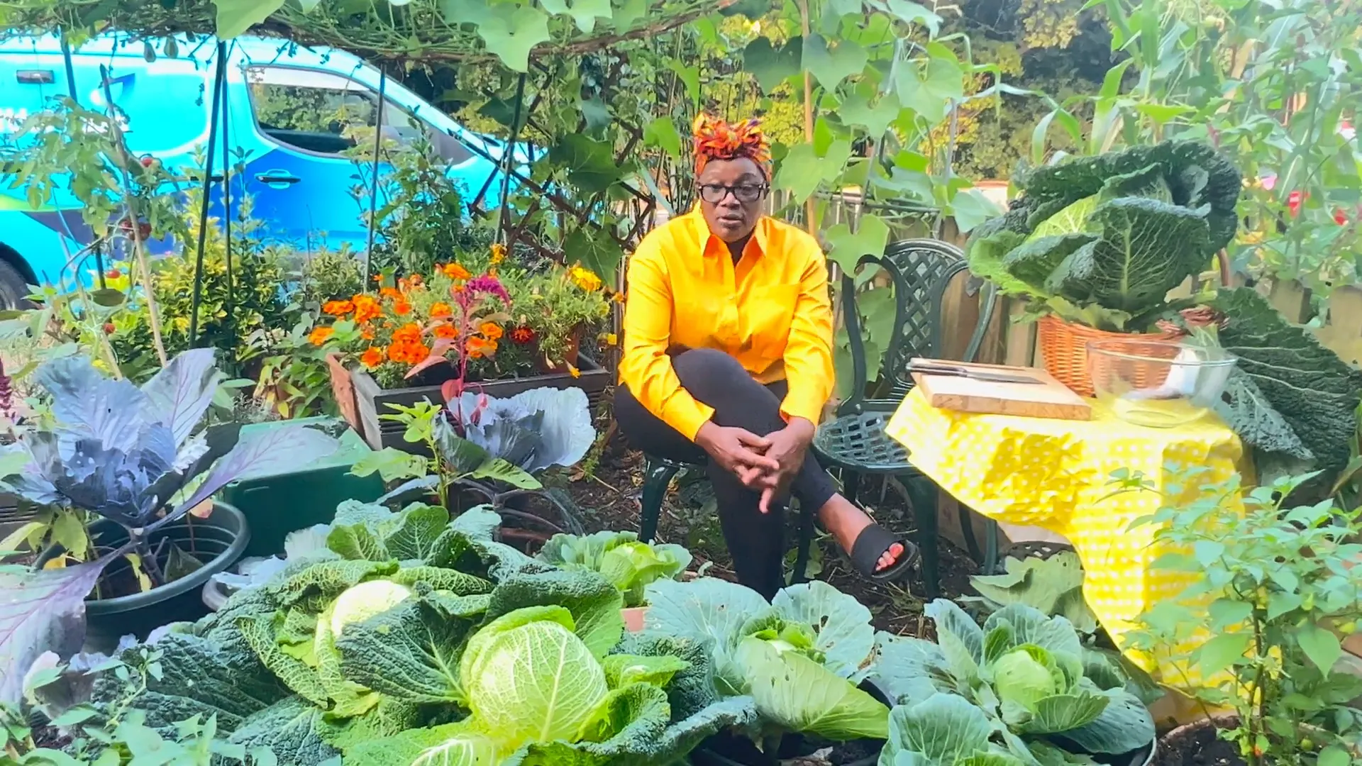 Cabbage patch filled with lush cabbages