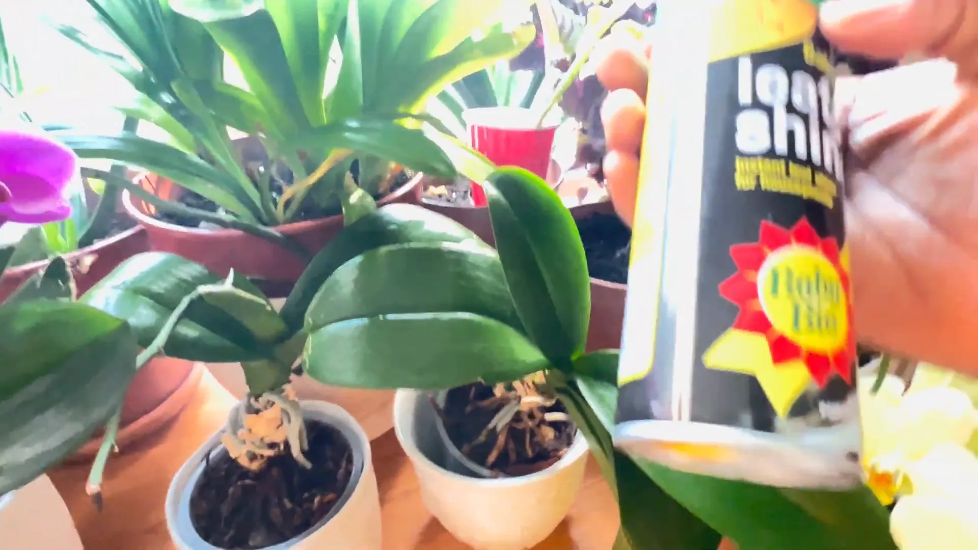 Leaf shine spray being used on orchids.