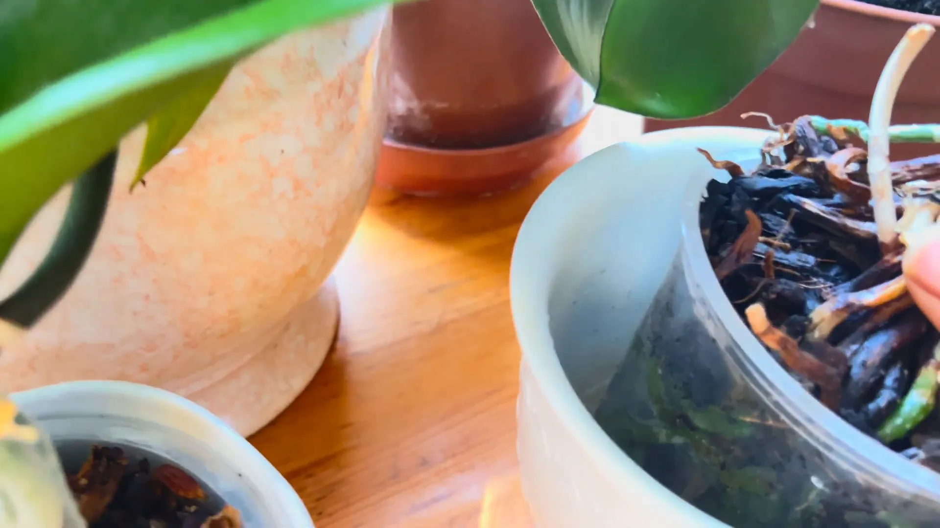 Orchid roots looking healthy and green.