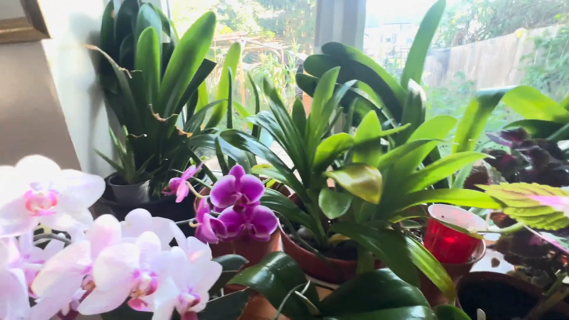 Joseph's Coat plant alongside orchids.