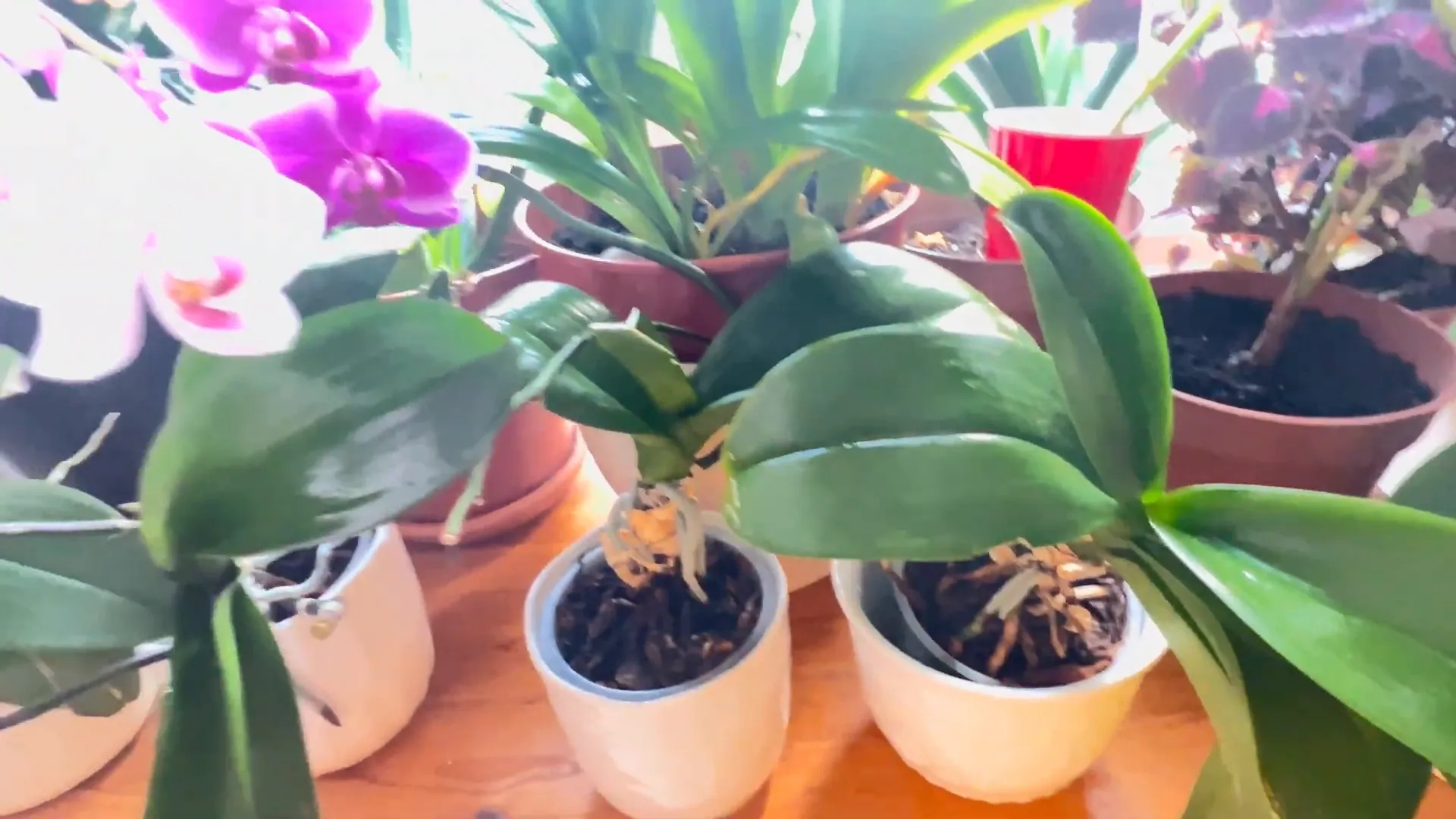 A healthy orchid with shining leaves.