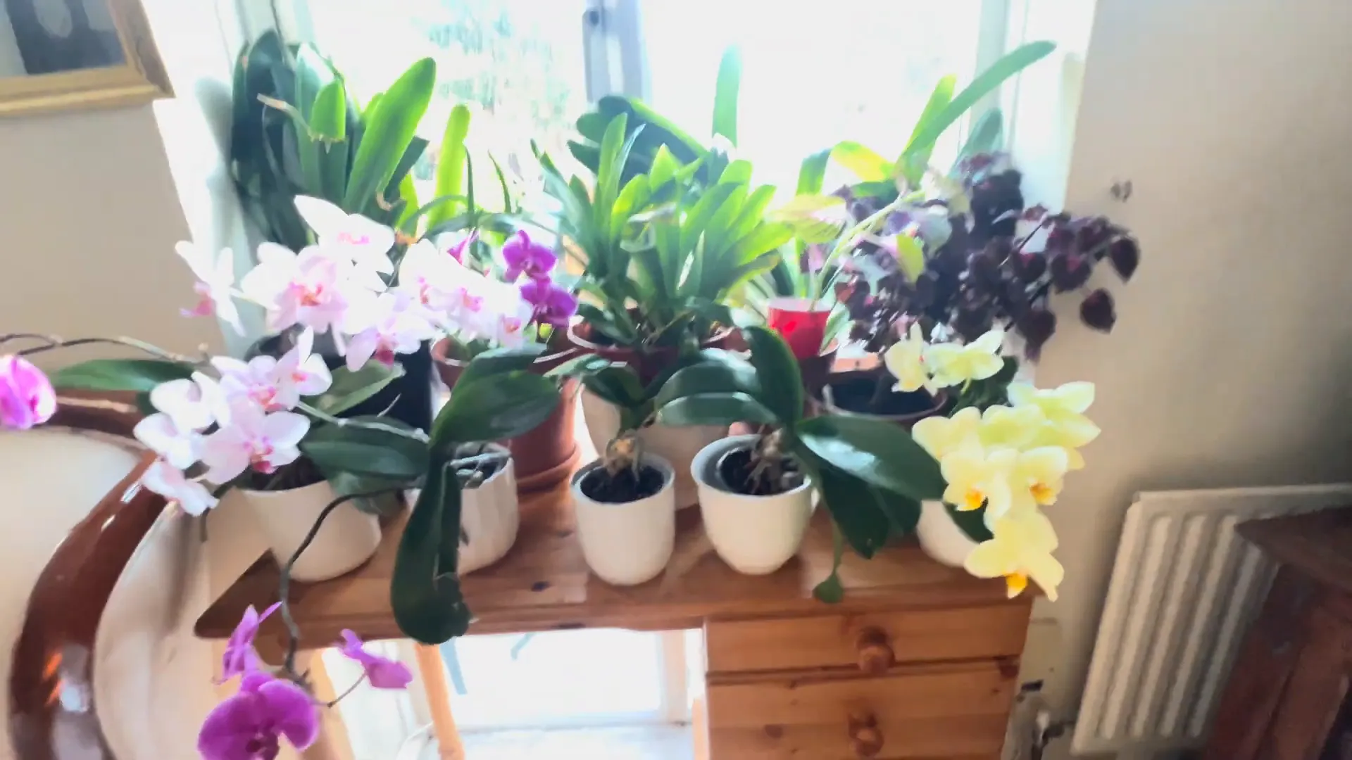 A flourishing orchid garden.