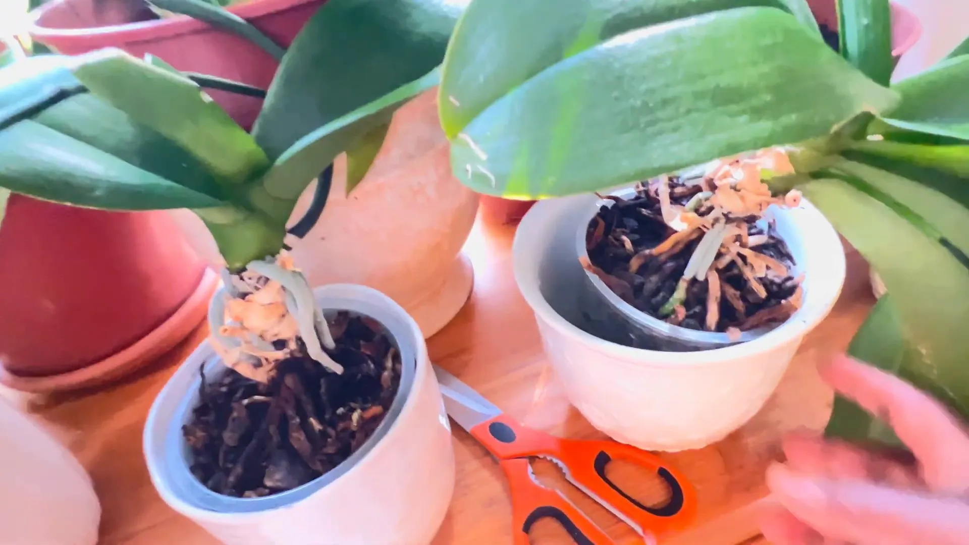 Trimming dead leaves and roots from orchids.