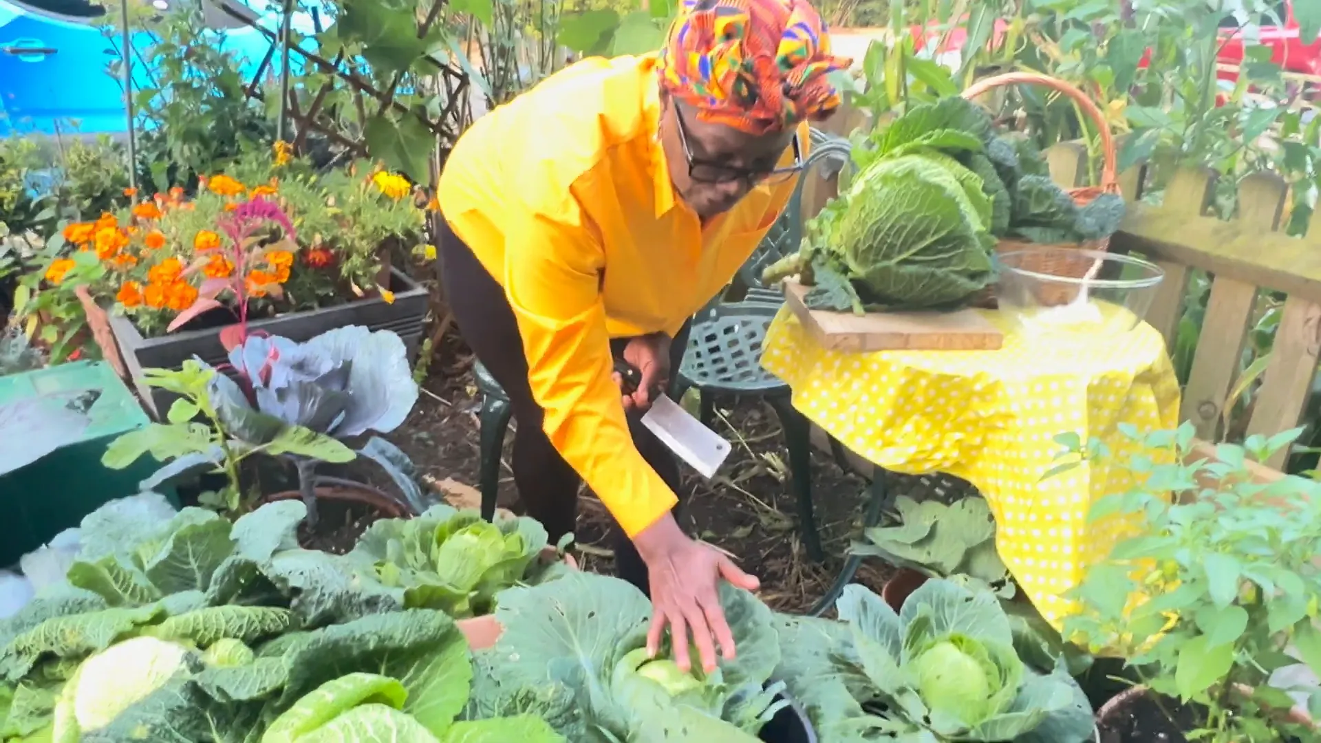 Donna harvesting cabbage, pulling back the outer leaves