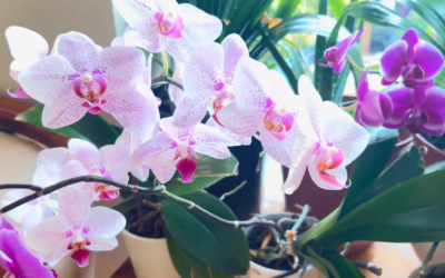 Orchid Care: Keeping Your Blossoms Blooming for Years