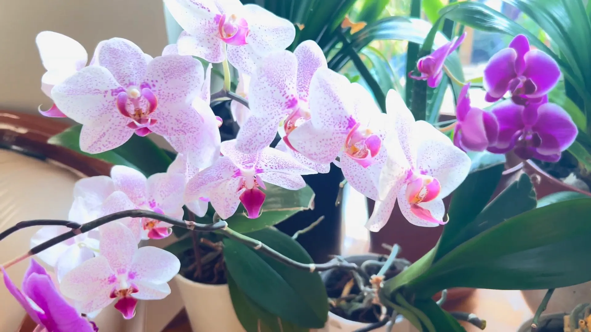 Healthy blooming orchids in various colors.
