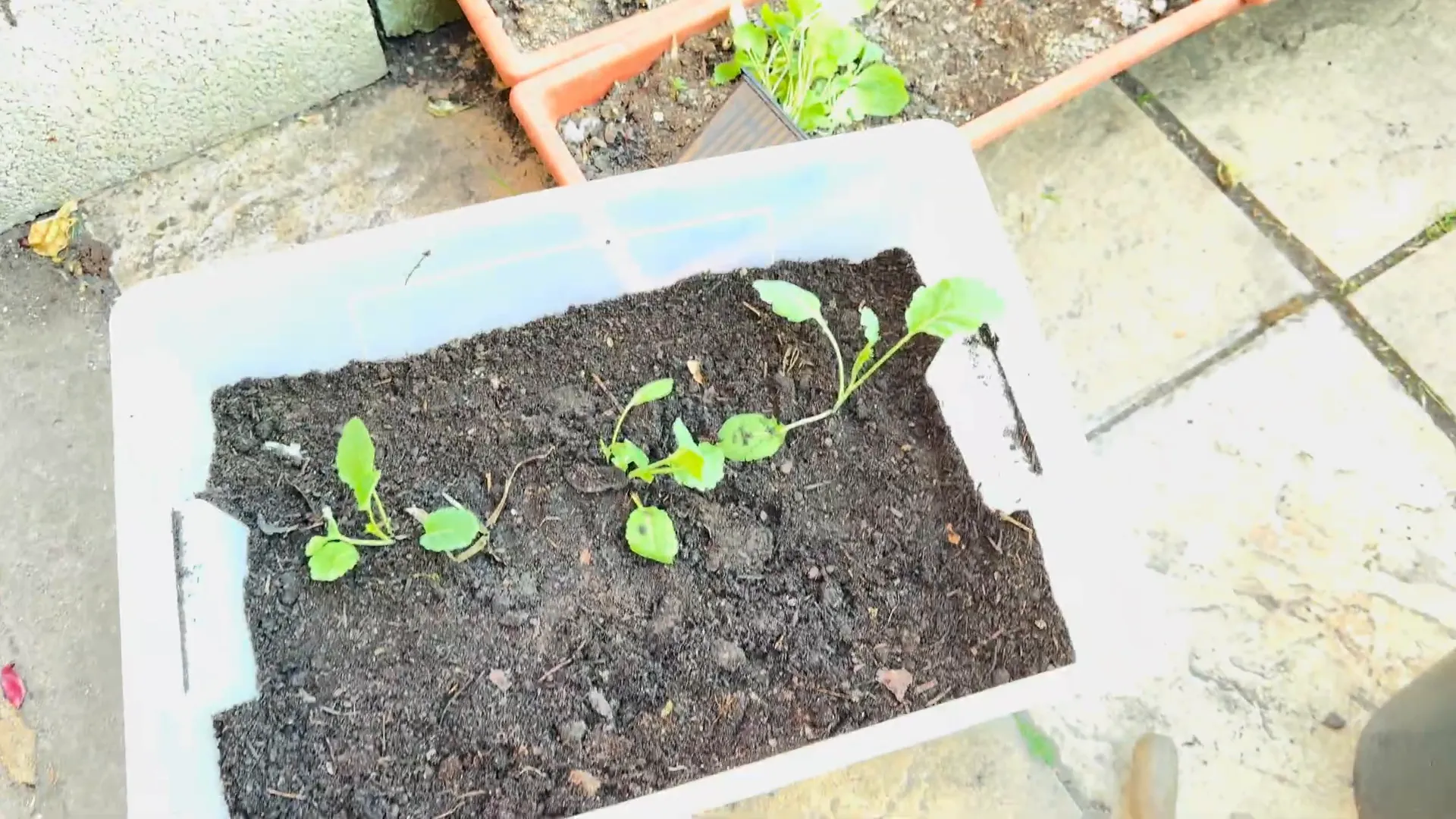Container with planted coloured greens growing well