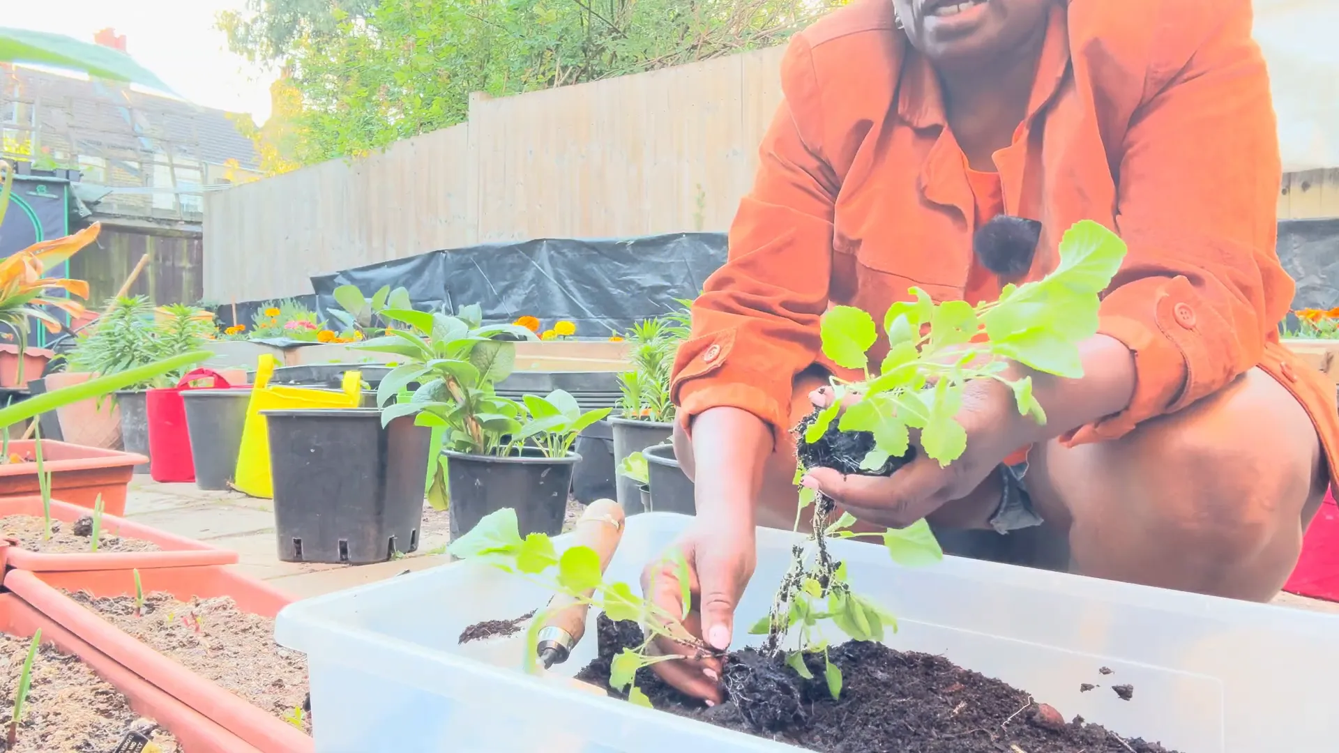 Healthy collard green seedlings ready for planting