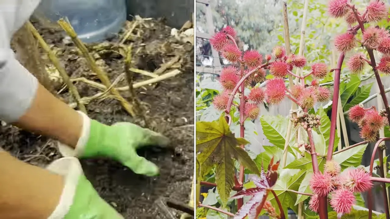 Split view showing disturbed soil and blooming castor oil plant during removal