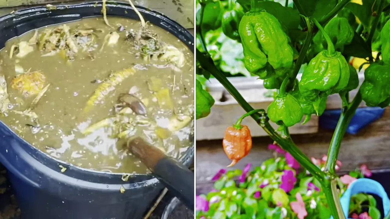 Fertiliser soup in a container alongside green and orange pepper pods