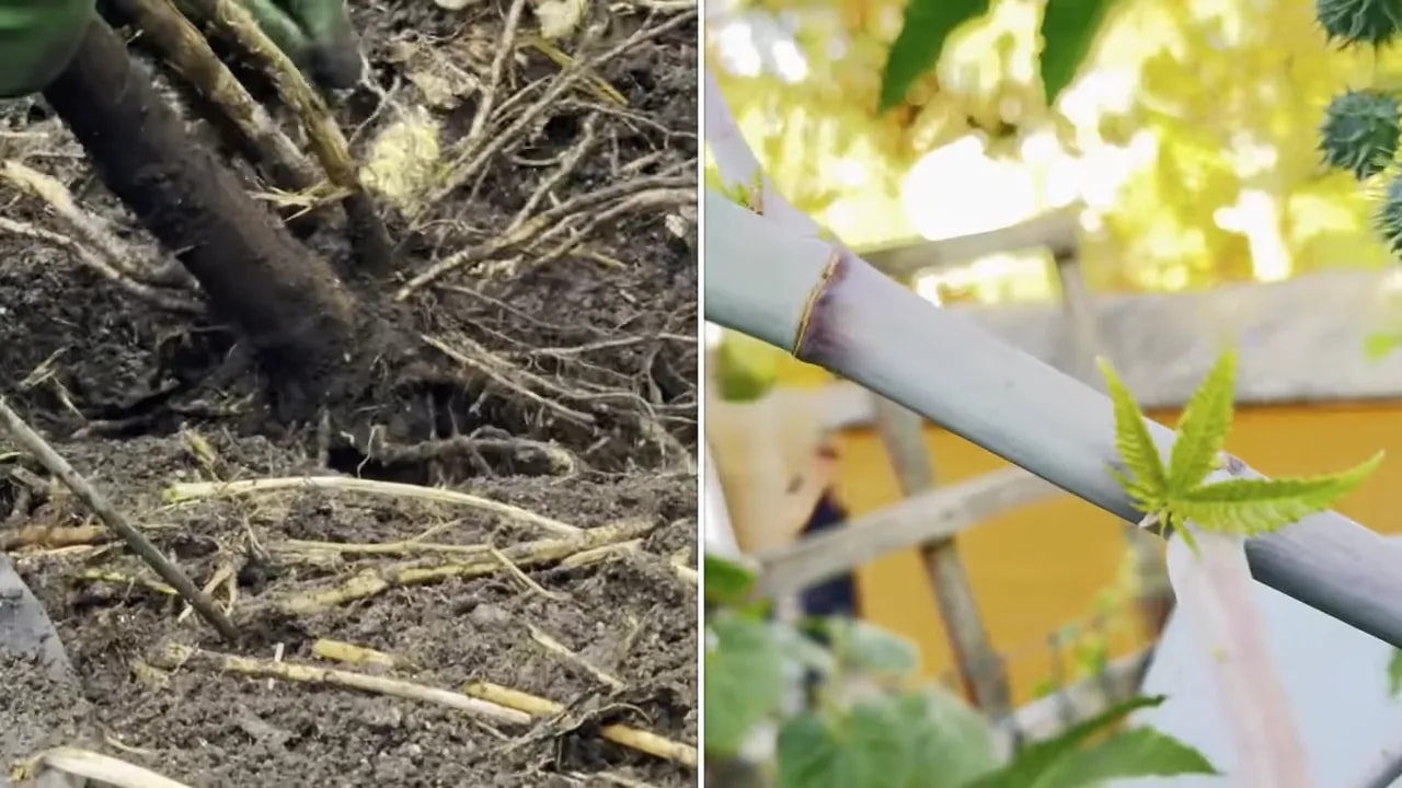 Shovel and rake reworking dark soil in a raised garden bed